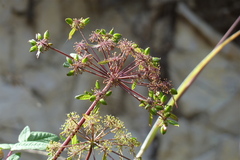 Arracacia atropurpurea