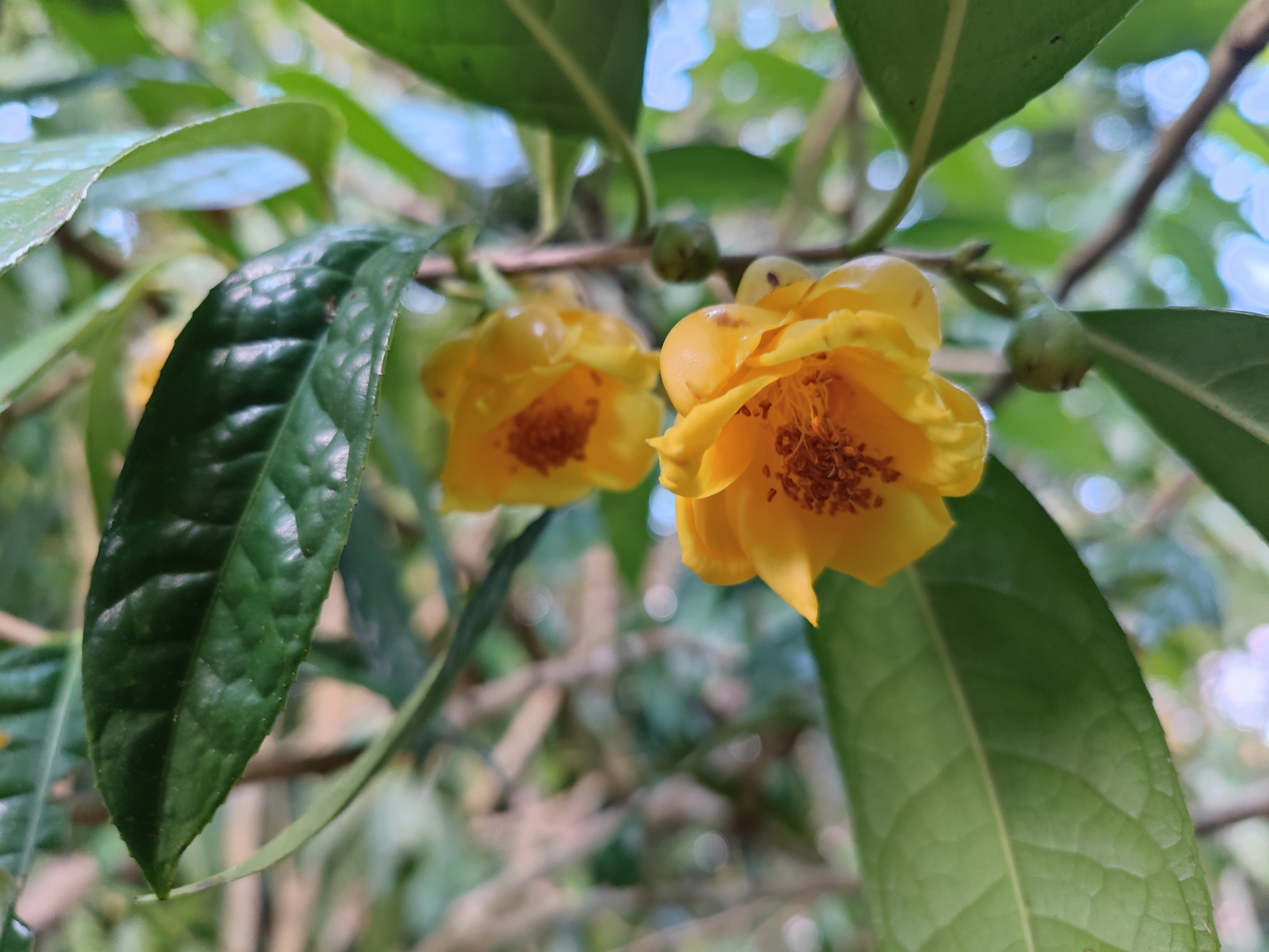 Camellia petelotii