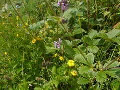 Stachys melissifolia