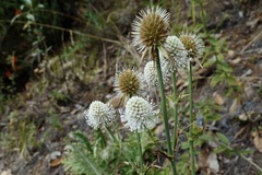 Eryngium alternatum