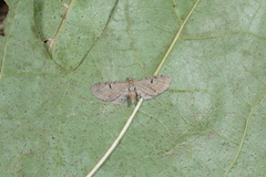 Eupithecia assimilata
