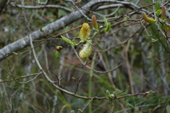 Salix paradoxa