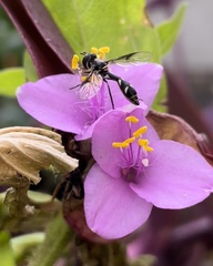 Dioprosopa clavata