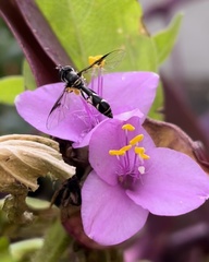 Dioprosopa clavata