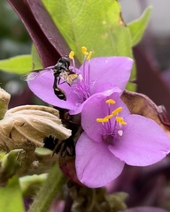 Dioprosopa clavata