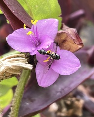 Dioprosopa clavata