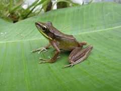 Chalcorana megalonesa