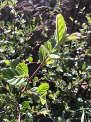 Cercocarpus betuloides betuloides