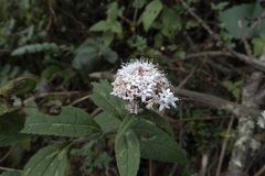 Stevia monardifolia