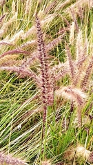 Cenchrus setaceus