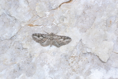 Eupithecia ericeata