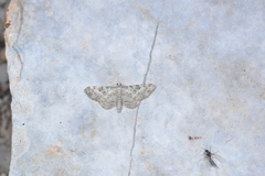 Eupithecia impurata