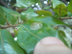 Conopomorpha cyanospila