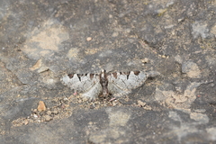 Eupithecia insigniata