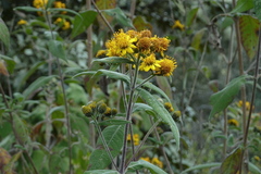 Verbesina virgata