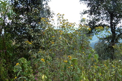 Verbesina virgata