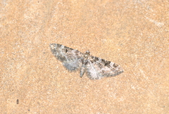 Eupithecia irriguata