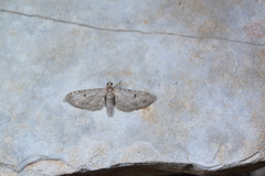 Eupithecia pauxillaria