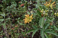 Cestrum thyrsoideum