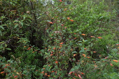 Clinopodium macrostemum