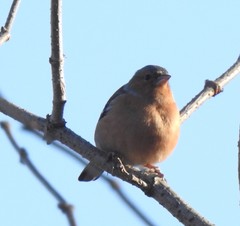Fringilla coelebs