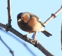 Fringilla coelebs