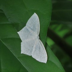 Acropteris illiturata