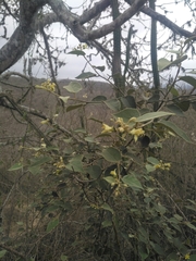 Capparicordis crotonoides