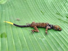 Cnemaspis leucura