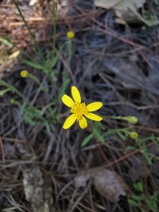 Oxypappus scaber