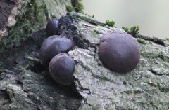 Daldinia concentrica