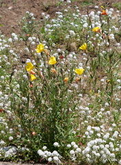 Oenothera elata hookeri