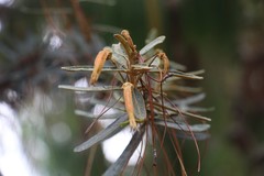 Siphocampylus columnae
