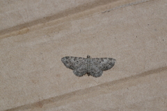 Eupithecia semigraphata