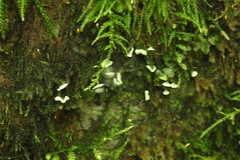 Rimbachia arachnoidea