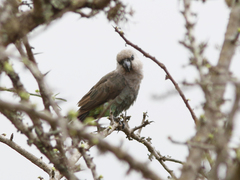 Poicephalus rufiventris