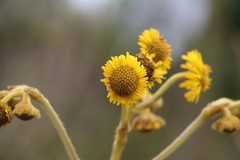 Espeletia boyacensis