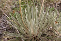 Espeletia boyacensis