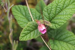 Rubus acanthophyllos
