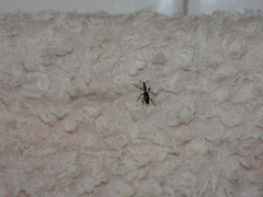Cylas formicarius
