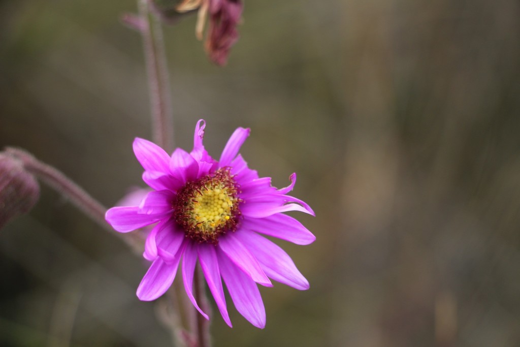 Senecio formosoides; photograph (c) Andrés Ramírez-Barrera, some rights reserved (CC BY)