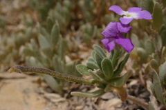Matthiola tricuspidata