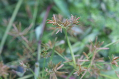 Cyperus haspan