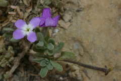 Matthiola tricuspidata
