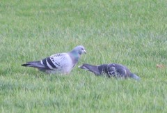 Columba livia domestica
