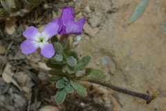 Matthiola tricuspidata