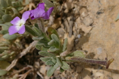 Matthiola tricuspidata