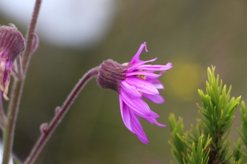 Senecio formosoides, photograph 5