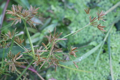 Cyperus haspan