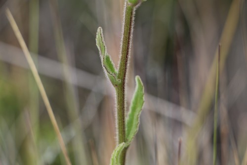 Senecio formosoides, photograph 6